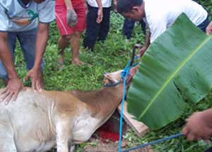 Kurban PAC Tarjun Kab. Kotabaru