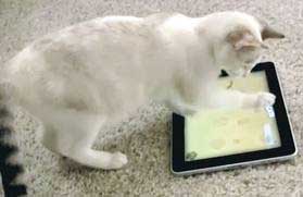 kucing