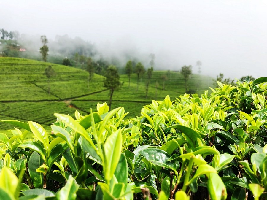 ilustrasikebun teh unsplash2