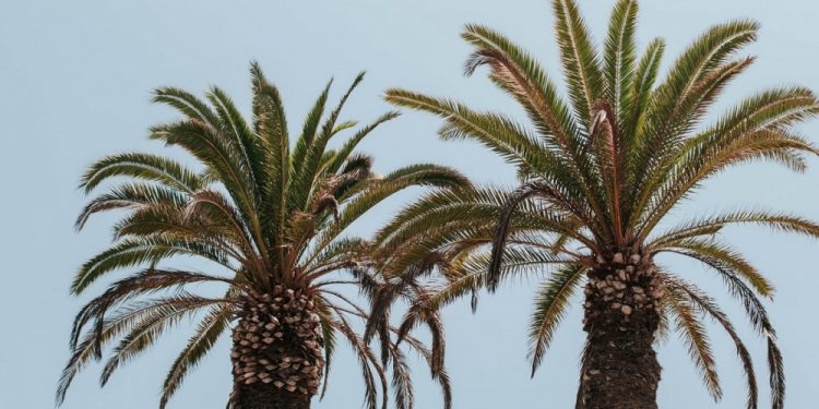 ilustrasi: aubrey odom/unsplash