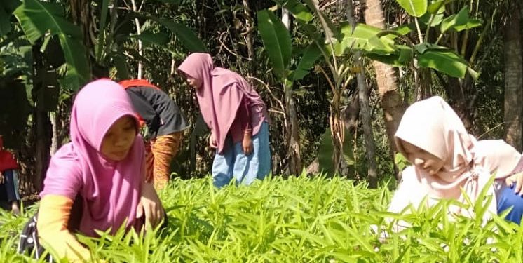 Generus LDII di Kelurahan Tengklik, Kec.Nglipar, DIY menanam sayuran di pekarangan