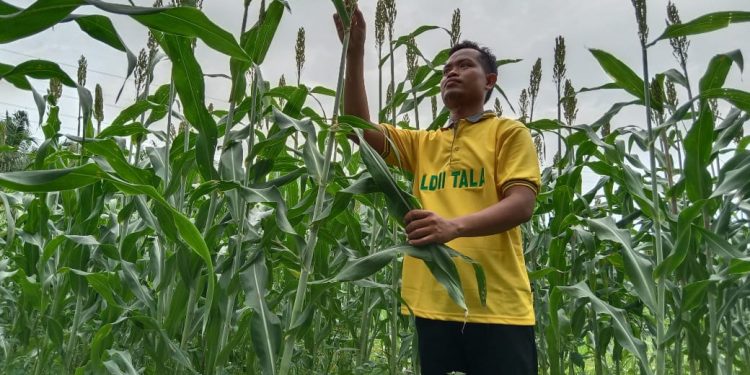 Salah satu warga LDII, kini bergiat membudidayakan tanaman sorgum, yang menjadi lima makanan pokok dunia selain padi, jagung, gandum, dan barley. Foto: LINES.