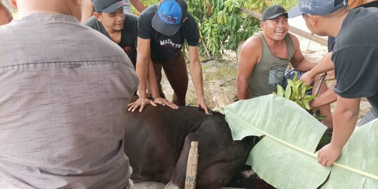 PC LDII Kecamatan Logas Tanah Darat, Kuantan Singingi, Riau melaksanakan ibadah kurban. Foto: LINES.