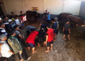 Rayakan Idul Adha 1444 H, Warga LDII Pemalang Sembelih 118 Ekor Sapi