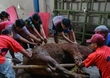 Usai Pandemi Covid-19, Jumlah Kurban Warga LDII Sumbar Meningkat