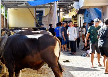 Warga LDII Sulsel Berkurban 813 Ekor Saat Idul Adha