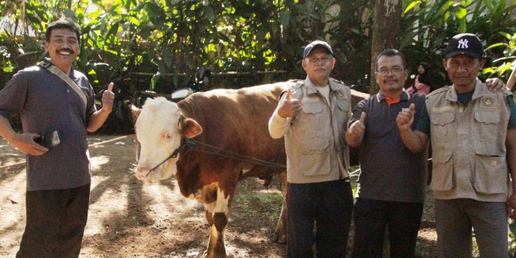 Menyambut Idul Adha 1444 H, Warga PC LDII Kecamatan Cimanggung, Kabupaten Sumedang, Jawa Barat antusias melaksanakan ibadah kurban. Foto: LINES.