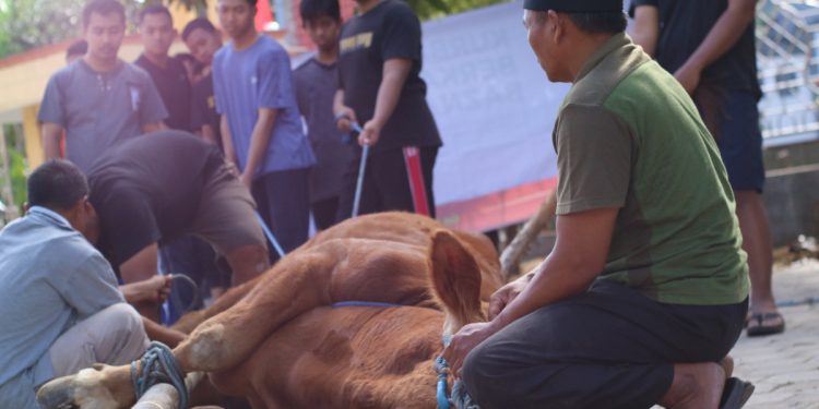 Warga LDII Wonogiri menggerakkan ekonomi Rp 10,67 miliar untuk kurban. Angka tersebut berasal 464 ekor sapi dan 664 ekor kambing. Foto: LINES.