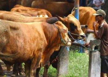 Hindari Cacat Hewan Kurban untuk Sempurnakan Ibadah
