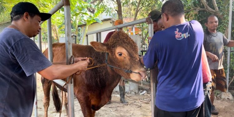Warga PAC LDII Bintara Jaya merayakan Idul Adha 1445 H dengan berkurban dan membagikan daging kurban kepada masyarakat sekitar. Foto: LINES.