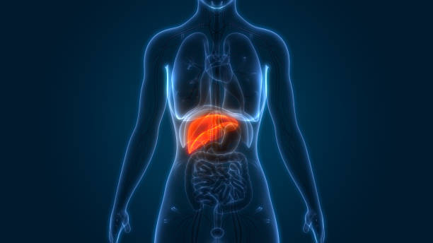 Hati adalah salah satu organ vital dalam tubuh manusia. Selain berperan dalam metabolisme, hati juga berfungsi sebagai pusat detoksifikasi yang membuang racun dari tubuh. Foto: LINES