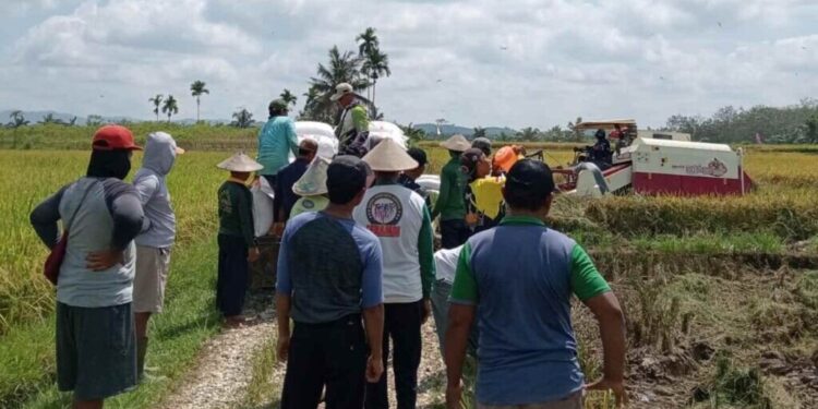 Warga PC LDII Kecamatan Sitiung, Kabupaten Dharmasraya, Sumatera Barat, gotong royong panen padi. Foto: LINES