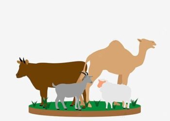Cacat Hewan Kurban yang Membuatnya Tidak Sah