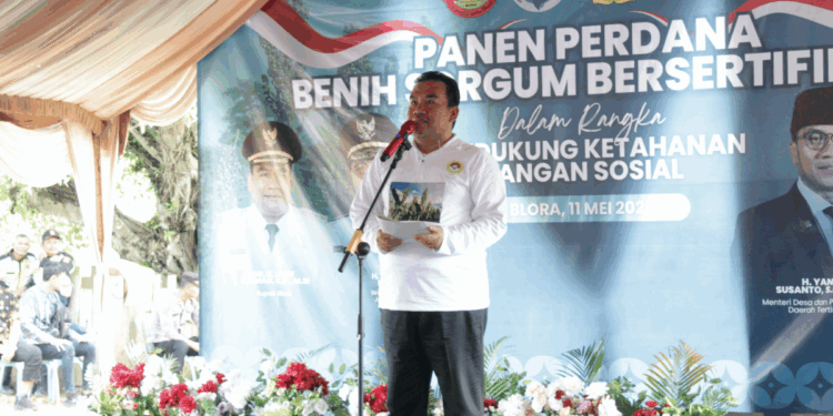 Langkah nyata pengembangan sorgum sebagai komoditas strategis nasional ditunjukkan melalui kegiatan panen raya yang digelar di Desa Kedungwungu, Kecamatan Todanan, Blora, pada Minggu (11/5). Foto: LINES
