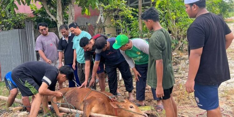 LDII Kalimantan Barat mengalami peningkatan kurban dari tahun lalu. Selain itu, pembagian didistribusikan secara door to door. Foto: LINES.