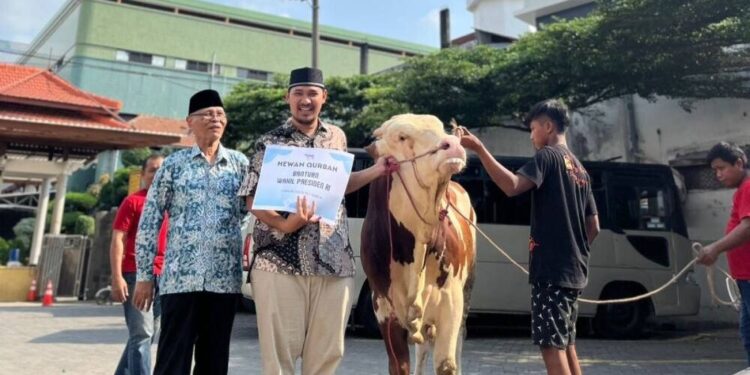Kiriman sapi kurban bantuan dari Wakil Presiden RI Gibran Rakabuming Raka di Ponpes Wali Barokah Kediri. Foto: LINES.