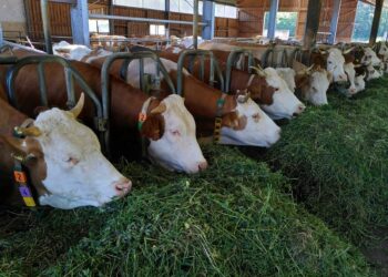 Kualitas Pakan Ternak Jadi Kunci Suksesnya Swasembada Daging dan Susu