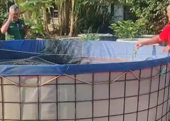 Budidaya Ikan Lele Tanpa Aroma Amis, Apa Bisa?