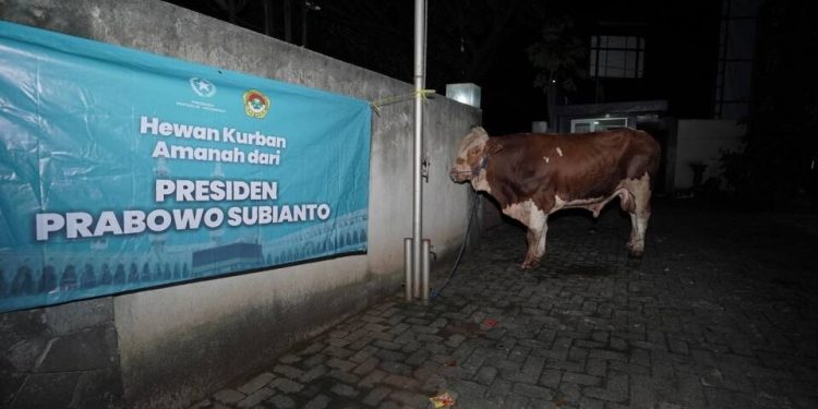 DPP LDII menerima bantuan sapi kurban dari Presiden Prabowo Subianto dan Wakil Ketua Komisi VIII Singgih Januratmoko untuk Hari Raya Idul Adha 1447 H. Foto: LINES.