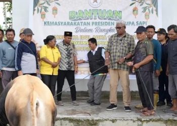 LDII Mimika Terima Sapi Kurban dari Pemprov Papua Tengah dan Pemkab Mimika
