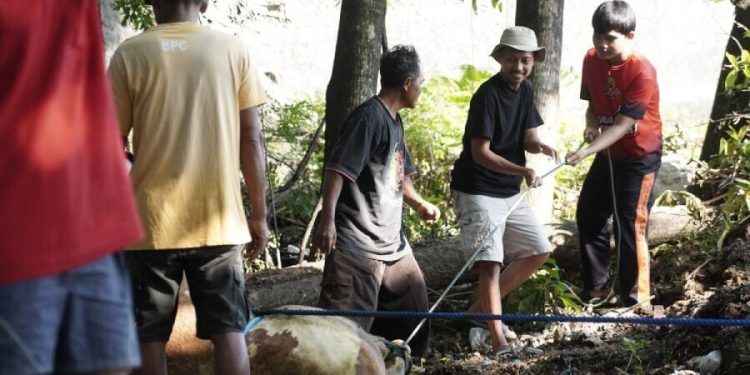 Warga LDII Kecamatan Nogosari, Kabupaten Boyolali, Jawa Tengah menyembelih 80 ekor sapi dan 103 ekor kambing. Foto: LINES.