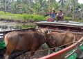 Sapi Kurban Itu Naik Pompong untuk Semarakkan Idul Adha