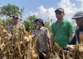 Dukung Program Ketahanan Pangan, Warga LDII Cipta Praja Panen Jagung