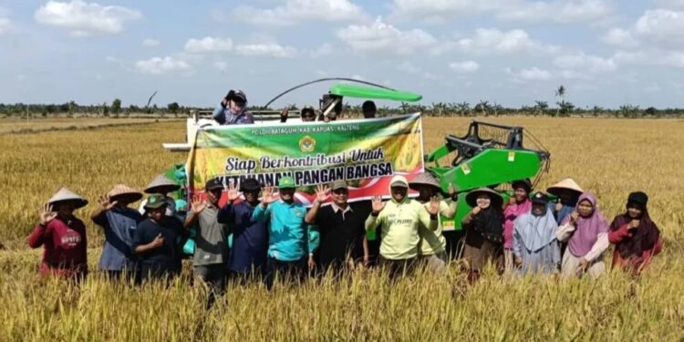 LDII Bataguh Kapuas Panen Padi dengan Sistem Intensifikasi Tani. Foto: LINES.