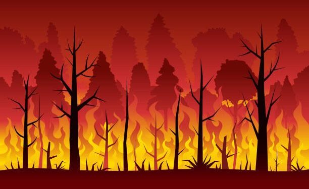 Ilustrasi Kebakaran Hutan. Foto: istock