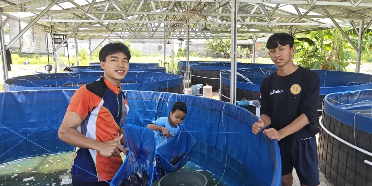Santri Pondok Pesantren Pelajar dan Mahasiswa (PPPM) Nurul Huda Banyuwangi membudidayakan ikan nila dan lele di delapan kolam terpal. Foto: LINES